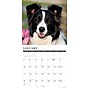 2027 Willow Creek Border Collies 12" x 12" Monthly Wall Calendar, Assorted Colors (59289)~#|#~E9D57CD2-D583-45E4-8F3A03C855DA6C93_sc7