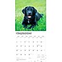 2026 BrownTrout Black Labrador Retriever Puppies 12" x 12" Monthly Wall Calendar (9798330704194)~#|#~EA352C0D-59B2-4578-97442020B09CEC1E_sc7