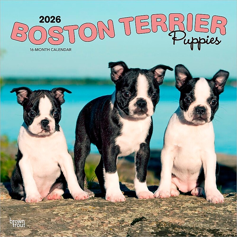 2026 BrownTrout Boston Terrier Puppies 12" x 12" Monthly Wall Calendar (9798330702596) image 1