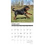 2026 Willow Creek Rottweilers 12" x 12" Monthly Wall Calendar (52617)~#|#~EA9589E2-5473-42DD-BED9DB3504100478_sc7