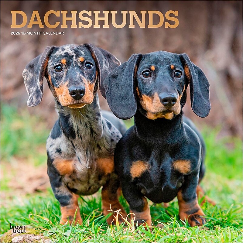 2026 BrownTrout Dachshunds 12" x 12" Monthly Wall Calendar (9798330703128) image 1