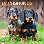 2026 BrownTrout Dachshunds 12" x 12" Monthly Wall Calendar (9798330703128)~#|#~EABBAAD0-4AE5-468B-8A82B6E8E43476FC_sc7