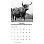 2026 Willow Creek Highland Cows 12" x 12" Monthly Wall Calendar (55847)~#|#~EADE1966-0C47-4232-9929E3857C14E2BC_sc7