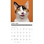2026 Willow Creek What Cats Teach Us 12" x 12" Monthly Wall Calendar (53157)~#|#~EB055620-713A-42B7-8C7416C75E2CD175_sc7