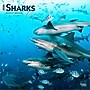 2026 BrownTrout Sharks 12" x 12" Monthly Wall Calendar (9798330705504)~#|#~EB06B15D-4D47-45EA-AA75DA190B626E64_sc7