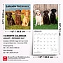 2027 BrownTrout Labrador Retrievers 12" x 12" Monthly Wall Calendar (9798330712540)~#|#~EB3FF3EF-D559-422E-AE7EA946264A619D_sc7