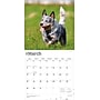 2026 BrownTrout Blue Heelers 12" x 12" Monthly Wall Calendar (9798330702527)~#|#~EB4D2ABF-34D3-4ACD-88475CC45FB7AD08_sc7