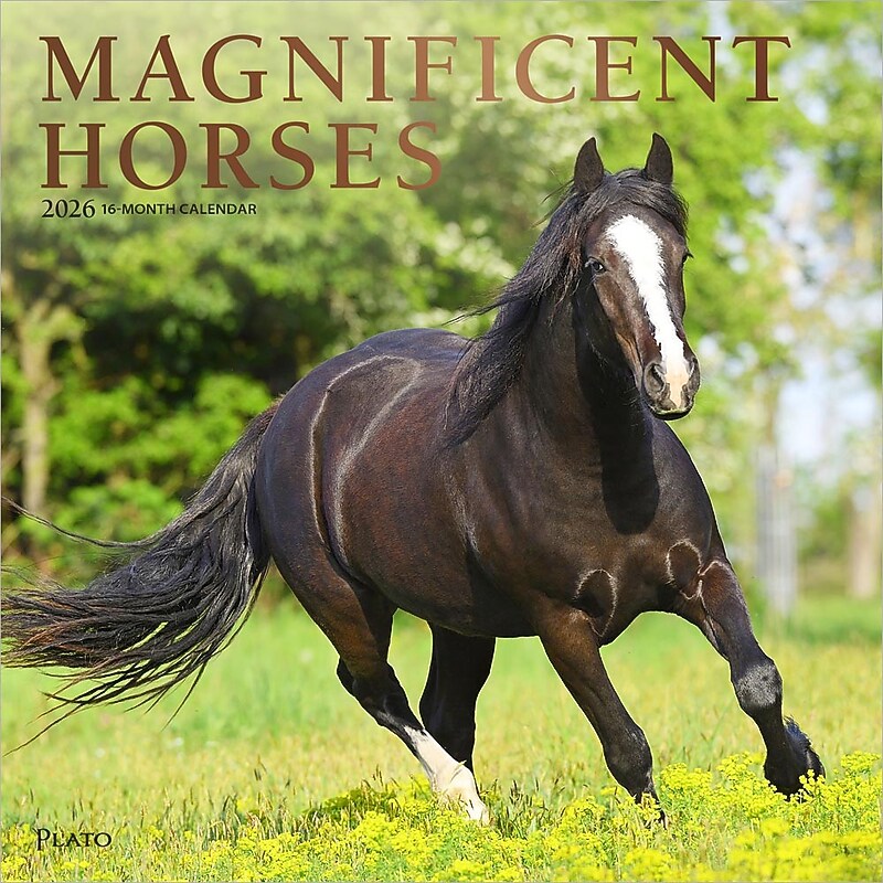 2026 Plato Magnificent Horses 12" x 12" Monthly Wall Calendar (9798330706846) image 1