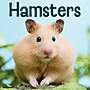 2027 Willow Creek Hamsters 12" x 12" Monthly Wall Calendar (60612)~#|#~EB6ADC8F-14AC-450D-BA854BB09372D045_sc7