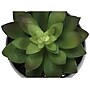 Monarch Specialties Inc. Succulents in Pots, 3/Pack (I 9587)~#|#~EB79B7E0-D646-4150-A670A784FC49CCB5_sc7