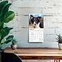 2027 BrownTrout Border Collie Puppies 7" x 7" Monthly Wall Calendar, Assorted Colors (9798330709915)~#|#~EB8ECF95-D042-412B-BA95E31538DFAA41_sc7