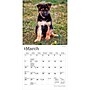 2027 BrownTrout German Shepherd Puppies 7" x 7" Monthly Wall Calendar, Assorted Colors (9798330714780)~#|#~EB9B6E61-7085-405F-9C03D76593E81366_sc7