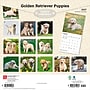 2027 BrownTrout Golden Retriever Puppies 12" x 12" Monthly Wall Calendar (9798330712465)~#|#~EBA663E3-C7E1-4CC0-B5451FDB3E5F67AE_sc7
