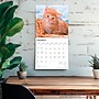 2026 BrownTrout Ginger Cats 12" x 12" Monthly Wall Calendar (9798330703425)~#|#~EBFA5AB4-9978-4D21-8D3AAA607EE59F90_sc7