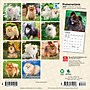 2027 BrownTrout Pomeranians 7" x 7" Monthly Wall Calendar (9798330710058)~#|#~EC094B2A-3CDD-4D9A-83324BC96664A8CB_sc7