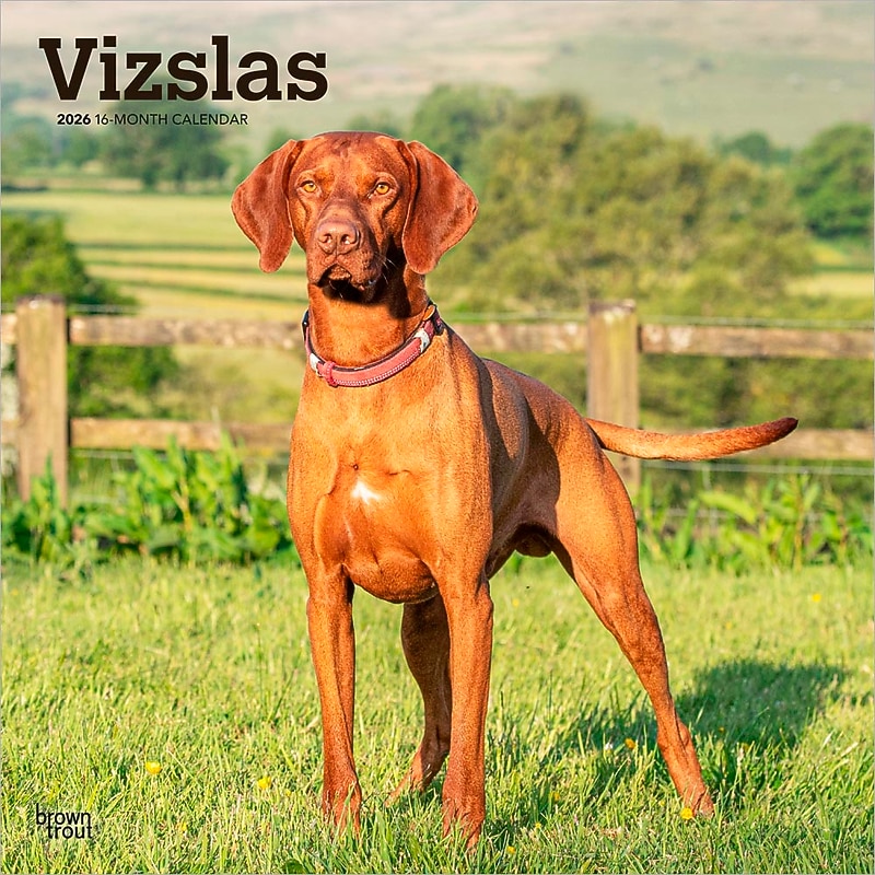 2026 BrownTrout Vizslas 12" x 12" Monthly Wall Calendar (9798330706167) image 1