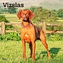 2026 BrownTrout Vizslas 12" x 12" Monthly Wall Calendar (9798330706167)~#|#~EC470C89-F986-4411-9DFA2F7C110A1B33_sc7