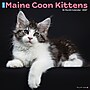 2027 Willow Creek Maine Coon Kittens 12" x 12" Monthly Wall Calendar, Assorted Colors (61138)~#|#~EC9430A9-3CB0-40EA-969360A5F9C3139A_sc7