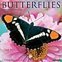 2026 Willow Creek Butterflies 12" x 12" Monthly Wall Calendar (50453)~#|#~ECA39B75-2927-450A-B68D117B455CE2FB_sc7