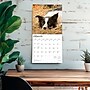 2026 BrownTrout Border Collies 12" x 12" Monthly Wall Calendar (9798330702565)~#|#~ECADB538-1A64-4A21-A6D035089B3263E9_sc7