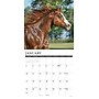 2027 Willow Creek American Quarter Horses 12" x 12" Monthly Wall Calendar, Assorted Colors (58763)~#|#~ECBE3F5F-2AE6-40C8-9528E1D413FF674A_sc7