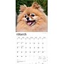2026 BrownTrout Pomeranians 12" x 12" Monthly Wall Calendar (9798330705153)~#|#~ECD4C0AA-C7E3-4AFF-8D0993F900B1AFBF_sc7
