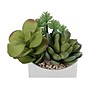 Monarch Specialties Inc. Succulents in Pots, 2/Pack (I 9588)~#|#~ECF76BE7-3186-4DD4-9990A75D3562E2DD_sc7