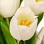 National Tree Company 10" White Tulip Bouquet in White Basket (MT81-10926GWH-1)~#|#~EE20625E-A166-44EB-8B2D005274F679F6_sc7