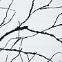 Nearly Natural Pre-Lit Halloween Black Twig Artificial Tree, 8' (T5169)~#|#~EE52B290-BFD9-4393-A3353E8B6294F667_sc7