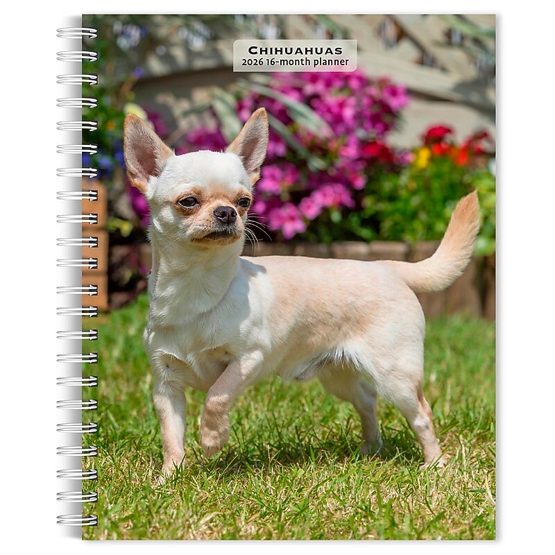 2026 BrownTrout Chihuahuas 6.5" x 7.75" Weekly Planner (9798330702930) image 1