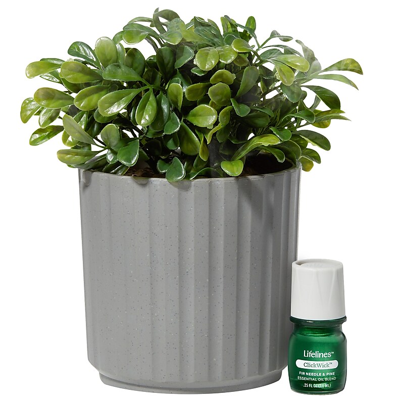 Lifelines Fir Needle & Pine Evaporative Aromatherapy Essential Oil Boxwood Plant Diffuser (11-1611) image 1