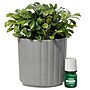 Lifelines Fir Needle & Pine Evaporative Aromatherapy Essential Oil Boxwood Plant Diffuser (11-1611)~#|#~EEC2035C-901F-40A4-8F362B3C2B262BD4_sc7