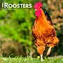 2026 BrownTrout Roosters 12" x 12" Monthly Wall Calendar (9798330705375)~#|#~EEF91969-370B-4A1E-BC598BCEC860A8C5_sc7