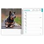 2026 BrownTrout Blue Heelers 6.5" x 7.75" Weekly Planner (9798330702503)~#|#~EF1D2FCB-98AF-45EE-9CD96ABF69194200_sc7