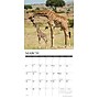 2026 Willow Creek Giraffes 12" x 12" Monthly Wall Calendar (51276)~#|#~EF3AD5C1-FFE0-4347-8D29F6C304530FBB_sc7