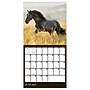 2027 TF Publishing Horses 7" x 7" Monthly Wall Calendar, Multicolored (27-2001)~#|#~EF440B3A-1009-4779-8597FAF67133E714_sc7