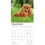 2026 BrownTrout Cavalier King Charles Spaniels 12" x 12" Monthly Wall Calendar (9798330702824)~#|#~EF7B85F1-4D41-4303-A3A1917F1D172A36_sc7