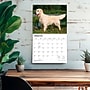 2027 BrownTrout For the Love of Golden Retrievers 14" x 12" Monthly Wall Calendar, Assorted Colors (9798330709267)~#|#~EF8A0EA2-E357-46E3-9E0C006BD2E079EB_sc7