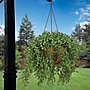 National Tree Company 18" Hanging Argentea Plant (LAR8-702-18HU-1)~#|#~EF8F6238-2827-4CA5-B08733C73B8B4D09_sc7