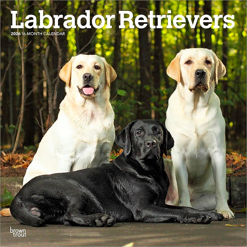 2026 BrownTrout Labrador Retrievers 12" x 12" Monthly Wall Calendar (9798330704224) image 1