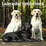 2026 BrownTrout Labrador Retrievers 12" x 12" Monthly Wall Calendar (9798330704224)~#|#~EF977E22-5C8D-4F87-A5379DE7F5CFE599_sc7