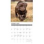 2026 Willow Creek What Labs Teach Us 12" x 12" Monthly Wall Calendar (53218)~#|#~EFC485C0-7CC0-4964-B72C4AA3A063637B_sc7