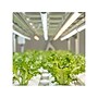 Viribright 11-Watts Full-Spectrum LED Leaf Grow Light Bulb (290108)~#|#~EFE0AE76-A900-4A5F-99DD8AB4355DA961_sc7