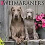 2027 Willow Creek 12" x 12" Monthly Wall Calendar, Assorted Colors (62845)~#|#~F0D47867-EC8E-4182-83F94B680F9AEB3C_sc7