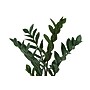 Monarch Specialties Inc. 29" Artificial ZZ Tree in Pot (I 9506)~#|#~F0E74D44-6B5F-4337-BB9EE60AAE80B198_sc7