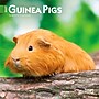 2027 BrownTrout Guinea Pigs 7" x 7" Monthly Wall Calendar, Assorted Colors (9798330709793)~#|#~F109514F-B13C-42F9-A79A2F215BA835C8_sc7