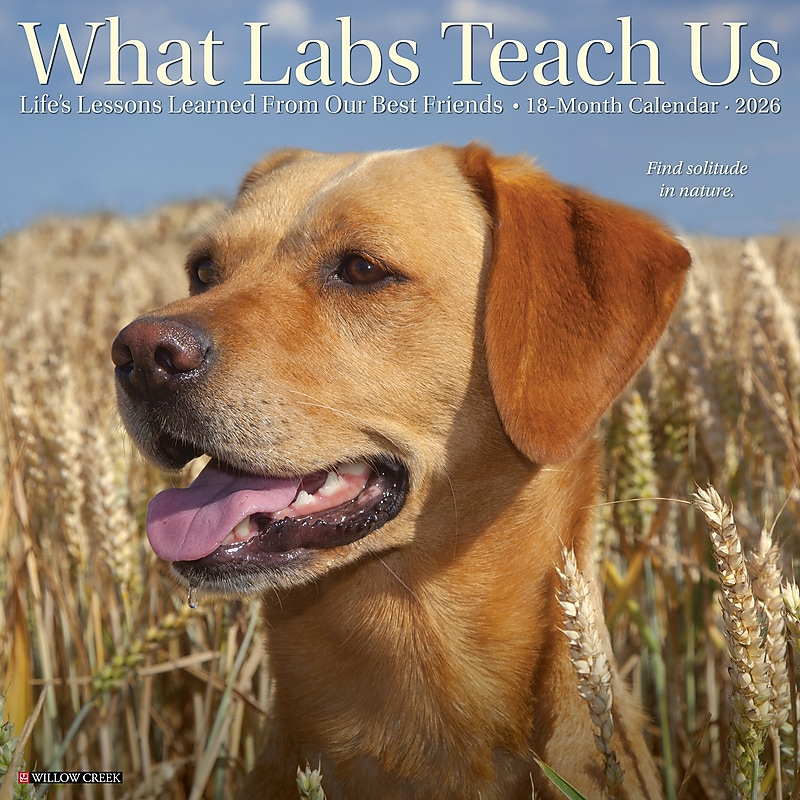 2026 Willow Creek What Labs Teach Us 12" x 12" Monthly Wall Calendar (53218) image 1