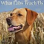 2026 Willow Creek What Labs Teach Us 12" x 12" Monthly Wall Calendar (53218)~#|#~F12A20EC-ED17-4717-9A1962D280DE7DC4_sc7