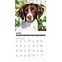 2026 Willow Creek Brittanys 12" x 12" Monthly Wall Calendar (50385)~#|#~F1DBB306-98D7-4C8B-A06D5BFA2ED1965B_sc7