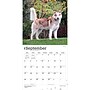 2027 BrownTrout Siberian Huskies 12" x 12" Monthly Wall Calendar (9798330712694)~#|#~F1EA0761-5A52-48D1-BC4E4A81C426B6D6_sc7